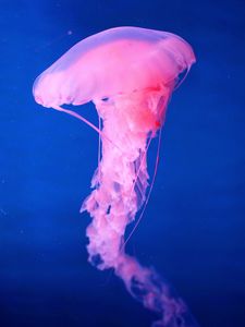 Preview wallpaper jellyfish, underwater world, pink