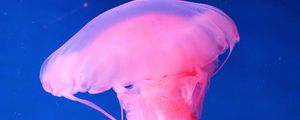 Preview wallpaper jellyfish, underwater world, pink