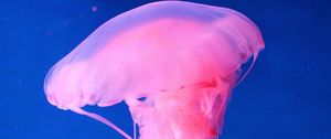 Preview wallpaper jellyfish, underwater world, pink