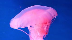 Preview wallpaper jellyfish, underwater world, pink