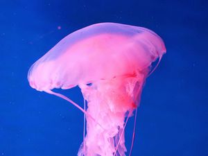 Preview wallpaper jellyfish, underwater world, pink