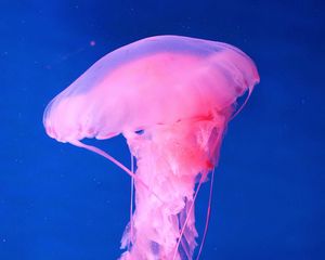 Preview wallpaper jellyfish, underwater world, pink