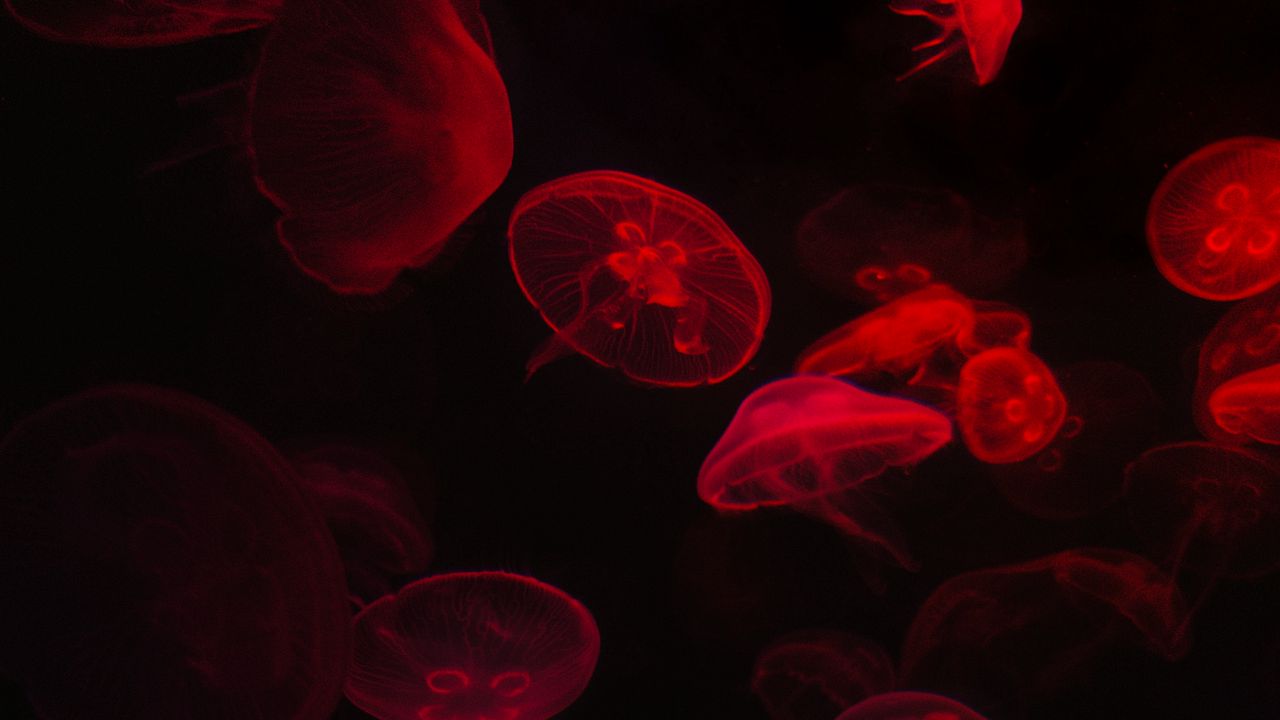 Wallpaper jellyfish, underwater world, red, black, glow