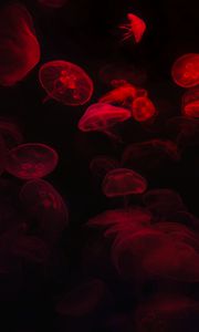 Preview wallpaper jellyfish, underwater world, red, black, glow