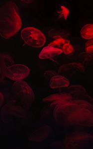 Preview wallpaper jellyfish, underwater world, red, black, glow