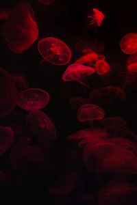 Preview wallpaper jellyfish, underwater world, red, black, glow