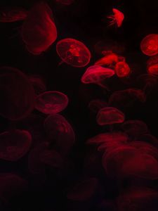 Preview wallpaper jellyfish, underwater world, red, black, glow