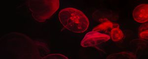 Preview wallpaper jellyfish, underwater world, red, black, glow