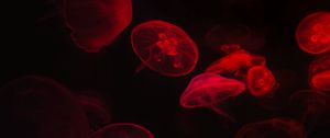 Preview wallpaper jellyfish, underwater world, red, black, glow