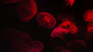 Preview wallpaper jellyfish, underwater world, red, black, glow