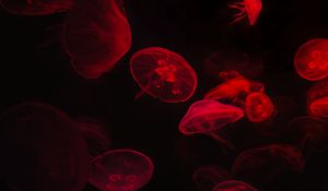 Preview wallpaper jellyfish, underwater world, red, black, glow