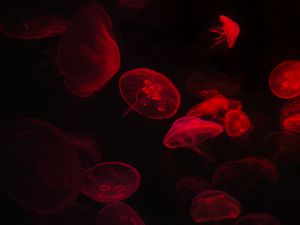 Preview wallpaper jellyfish, underwater world, red, black, glow