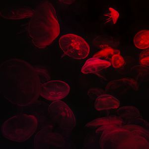 Preview wallpaper jellyfish, underwater world, red, black, glow