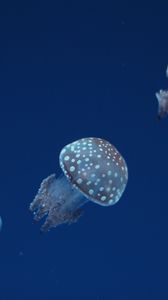 Preview wallpaper jellyfish, underwater world, spots