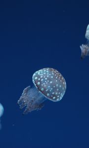 Preview wallpaper jellyfish, underwater world, spots