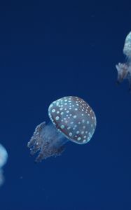 Preview wallpaper jellyfish, underwater world, spots
