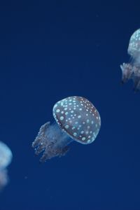 Preview wallpaper jellyfish, underwater world, spots