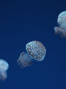 Preview wallpaper jellyfish, underwater world, spots