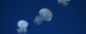 Preview wallpaper jellyfish, underwater world, spots