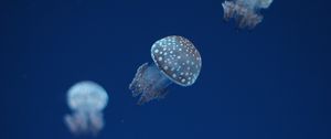 Preview wallpaper jellyfish, underwater world, spots