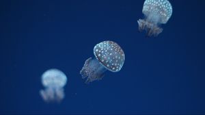 Preview wallpaper jellyfish, underwater world, spots