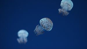 Preview wallpaper jellyfish, underwater world, spots