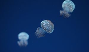 Preview wallpaper jellyfish, underwater world, spots