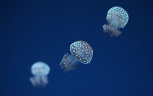 Preview wallpaper jellyfish, underwater world, spots