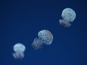 Preview wallpaper jellyfish, underwater world, spots