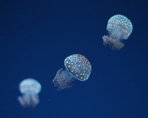 Preview wallpaper jellyfish, underwater world, spots