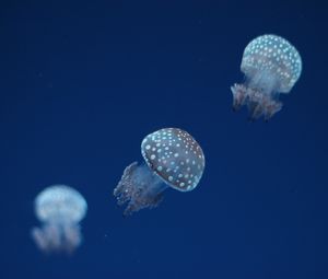 Preview wallpaper jellyfish, underwater world, spots