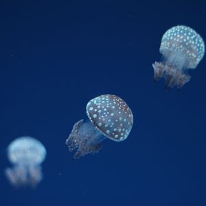 Preview wallpaper jellyfish, underwater world, spots