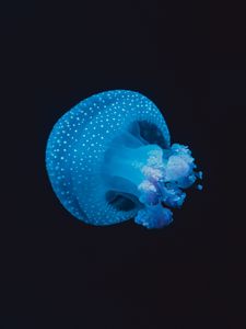 Preview wallpaper jellyfish, underwater world, spots, tentacles