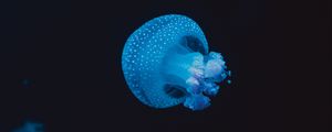 Preview wallpaper jellyfish, underwater world, spots, tentacles