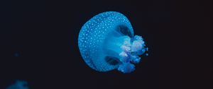 Preview wallpaper jellyfish, underwater world, spots, tentacles