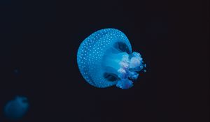 Preview wallpaper jellyfish, underwater world, spots, tentacles