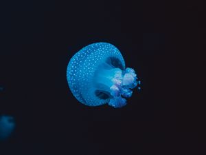 Preview wallpaper jellyfish, underwater world, spots, tentacles