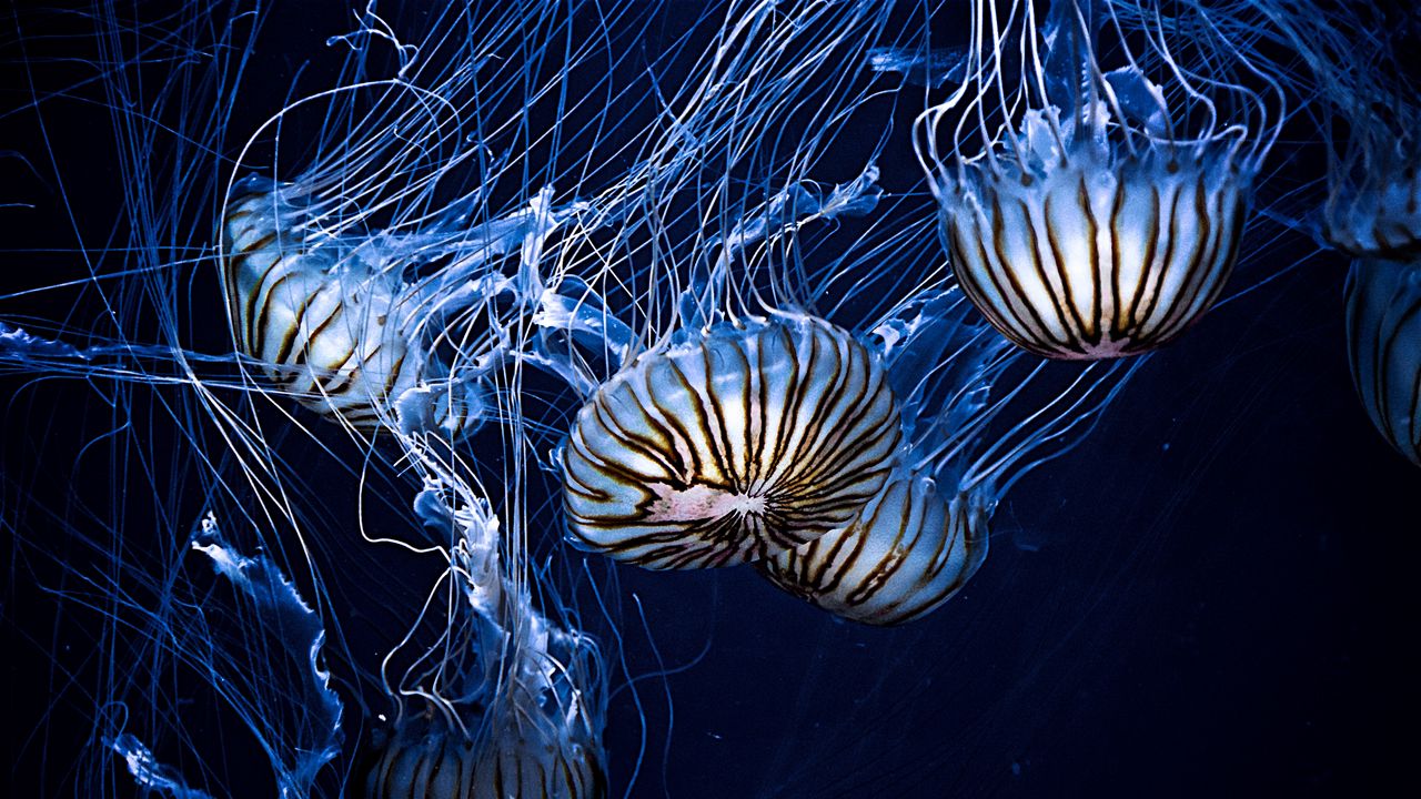 Wallpaper jellyfish, underwater world, stripes, tentacles