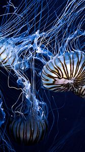 Preview wallpaper jellyfish, underwater world, stripes, tentacles