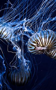 Preview wallpaper jellyfish, underwater world, stripes, tentacles