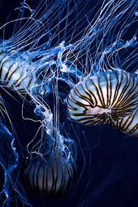 Preview wallpaper jellyfish, underwater world, stripes, tentacles