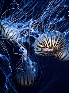 Preview wallpaper jellyfish, underwater world, stripes, tentacles