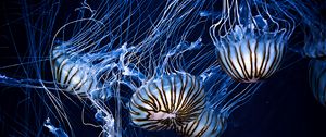 Preview wallpaper jellyfish, underwater world, stripes, tentacles