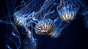 Preview wallpaper jellyfish, underwater world, stripes, tentacles