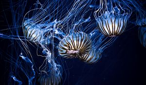 Preview wallpaper jellyfish, underwater world, stripes, tentacles
