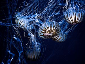 Preview wallpaper jellyfish, underwater world, stripes, tentacles