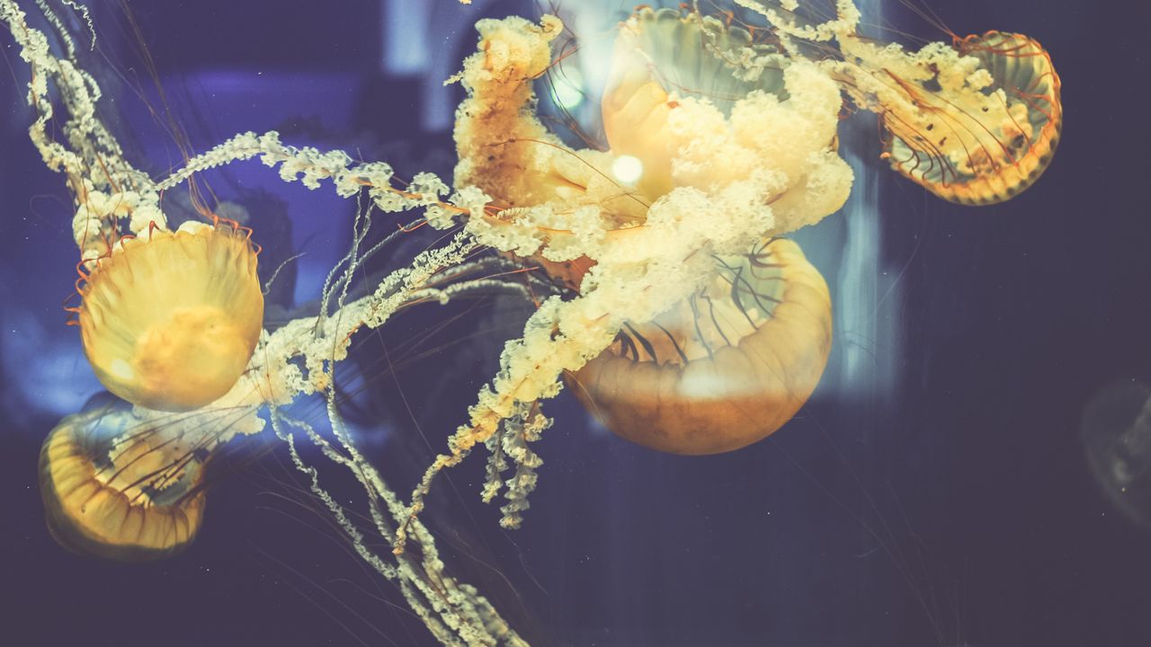 Wallpaper jellyfish, underwater world, swim
