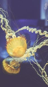 Preview wallpaper jellyfish, underwater world, swim