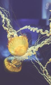 Preview wallpaper jellyfish, underwater world, swim