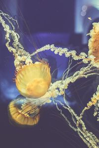 Preview wallpaper jellyfish, underwater world, swim